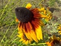 Sunflower Overblown