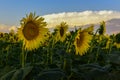 Sunflower , pampas , Argentina Royalty Free Stock Photo