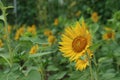 Sunflower. Panorama of beautiful natural scenery. Nice view on farm fields. Royalty Free Stock Photo