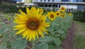 Sunflower panted in the garden Royalty Free Stock Photo