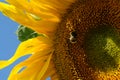 A sunflower, part of a flower, a bumblebee on a flower.