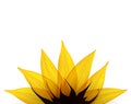 Sunflower part. Vector Royalty Free Stock Photo