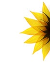 Sunflower part. Vector Royalty Free Stock Photo