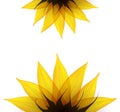 Sunflower part. Vector Royalty Free Stock Photo