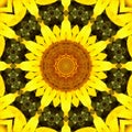 Sunflower pattern background sun flower. graphic art Royalty Free Stock Photo