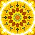 Sunflower pattern background sun flower. symmetry color Royalty Free Stock Photo