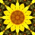 Sunflower pattern background sun flower. symmetry yellow Royalty Free Stock Photo