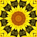 Sunflower pattern background sun flower. graphic color