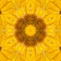 Sunflower pattern background sun flower. graphic Royalty Free Stock Photo
