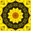 Sunflower pattern background sun flower. illustration art Royalty Free Stock Photo