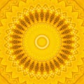 Sunflower pattern background sun flower. yellow Royalty Free Stock Photo