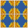 Sunflower-pattern with blue sky, symmetry Royalty Free Stock Photo