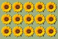 Sunflower pattern. Sunflowers used as background