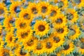 Sunflower pattern. Sunflowers used as background