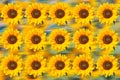 Sunflower pattern. Sunflowers used as background