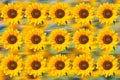 Sunflower pattern. Sunflowers used as background Royalty Free Stock Photo