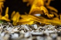 Sunflower peels and blurred sunflowers on the background Royalty Free Stock Photo