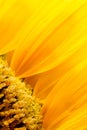 Sunflower petals Royalty Free Stock Photo