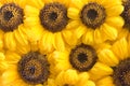 Sunflower petals background Royalty Free Stock Photo