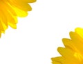 Sunflower petals the background Royalty Free Stock Photo