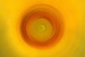 Sunflower petals in blur radial motion background. Abstract flora nature illustration background. Blurry background image of Royalty Free Stock Photo