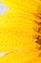 Sunflower petals closeup Royalty Free Stock Photo
