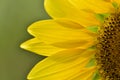 Sunflower petals closeup.