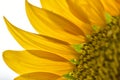 Sunflower petals closeup. Royalty Free Stock Photo