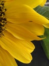 Sunflower petals on the dark background