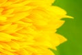 Sunflower petals with green background Royalty Free Stock Photo