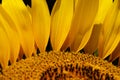 Sunflower petals macro