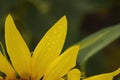 Sunflower petals with raindrops close-up. Royalty Free Stock Photo