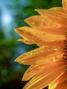 Sunflower petals with some raindrops in them Royalty Free Stock Photo