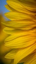 Sunflower petals vertical Royalty Free Stock Photo