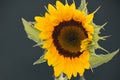 Sunflower Petals in the Wind