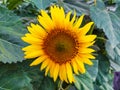 Sunflower photo close macro photography