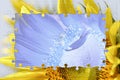 Sunflower photo frame Royalty Free Stock Photo