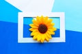 Sunflower in photo frame on geometric blue background. Royalty Free Stock Photo