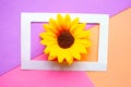Sunflower in photo frame on geometric color pastel background. Royalty Free Stock Photo