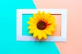 Sunflower in photo frame on geometric pink and green pastel background. Royalty Free Stock Photo