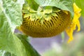 sunflower. photo taken against a white sky. isolation no Royalty Free Stock Photo