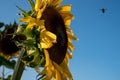 Sunflower, photographed from the side in natural daylight on a clear summer`s day. A bee can be seen hovering close to the flower Royalty Free Stock Photo