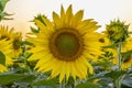 Sunflower picture in a field in Ahmad Pur east