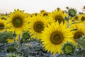 Sunflower picture in a field in Ahmad Pur east