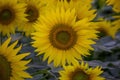 Sunflower picture in a field in Ahmad Pur east