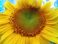 Beautiful Sunflower Helianthus annuus yellow flower image Royalty Free Stock Photo