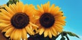 Sunflower, picture, yellow, sky