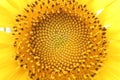 Sunflower pistil and petals Royalty Free Stock Photo