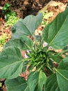 Sunflower pistil that wants to bloom Royalty Free Stock Photo