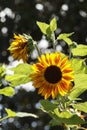 Sunflower Plant Backlit By The Sunlight Royalty Free Stock Photo